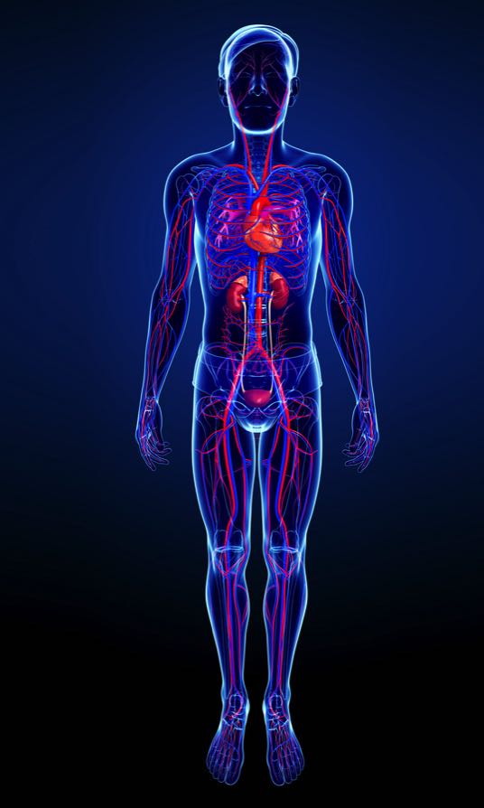 Körper_Arterie